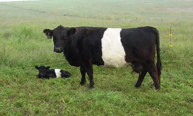 Belted Galloway Beef