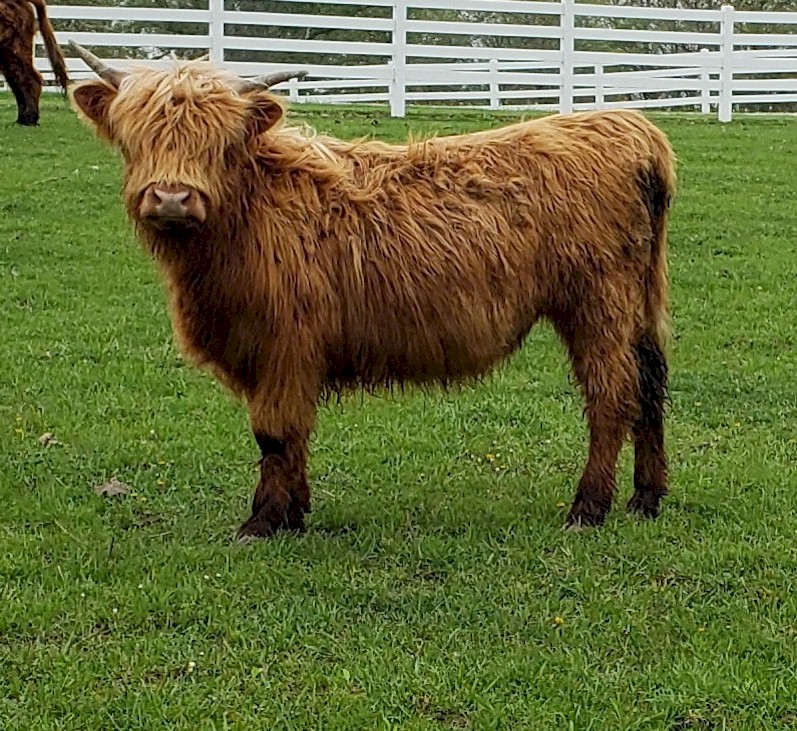 highland cattle for sale in georgia highland cattle for sale in georgia