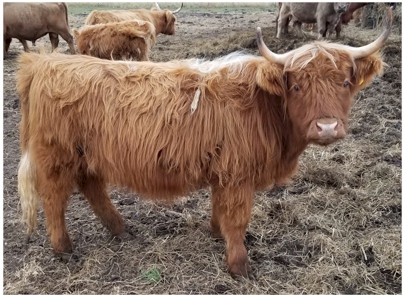 highland cattle price highland cattle price